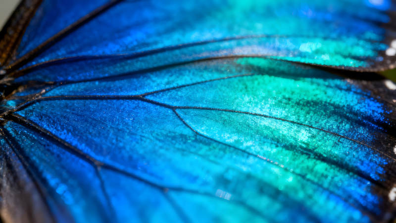 蓝色蝴蝶翅膀的微观世界-图片