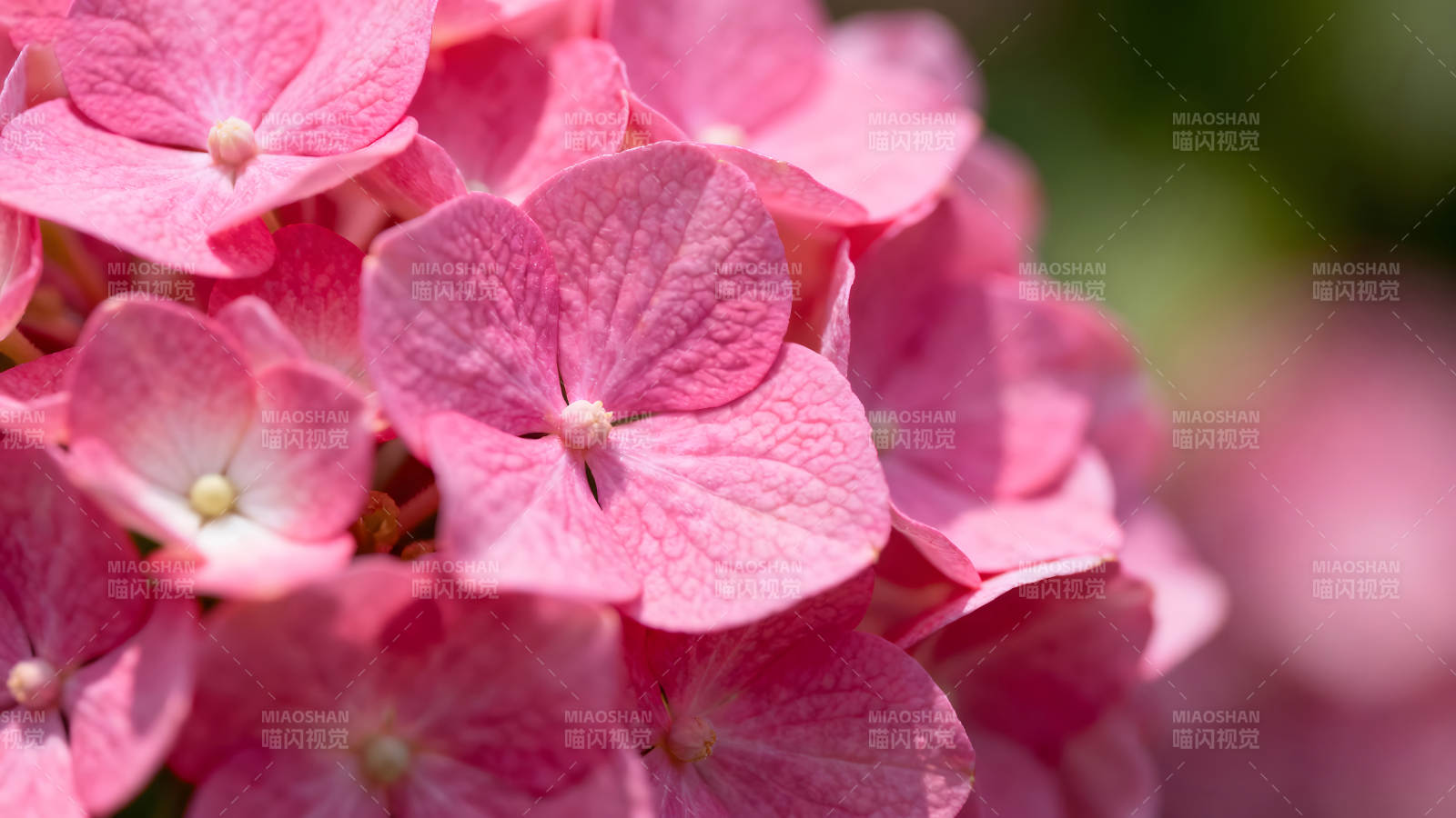 粉色绣球花特写阳光下盛开的花朵-图片