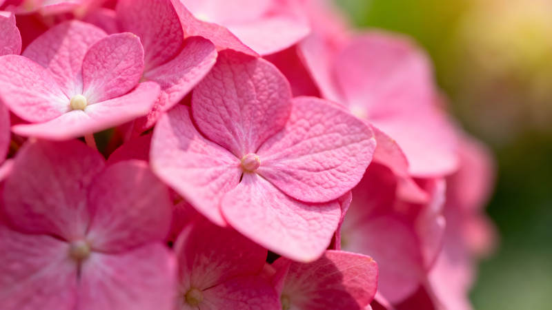 粉色绣球花特写细节展示-图片