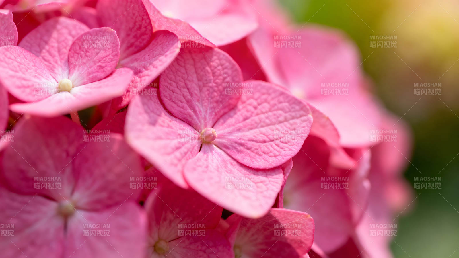 粉色绣球花特写细节展示-图片