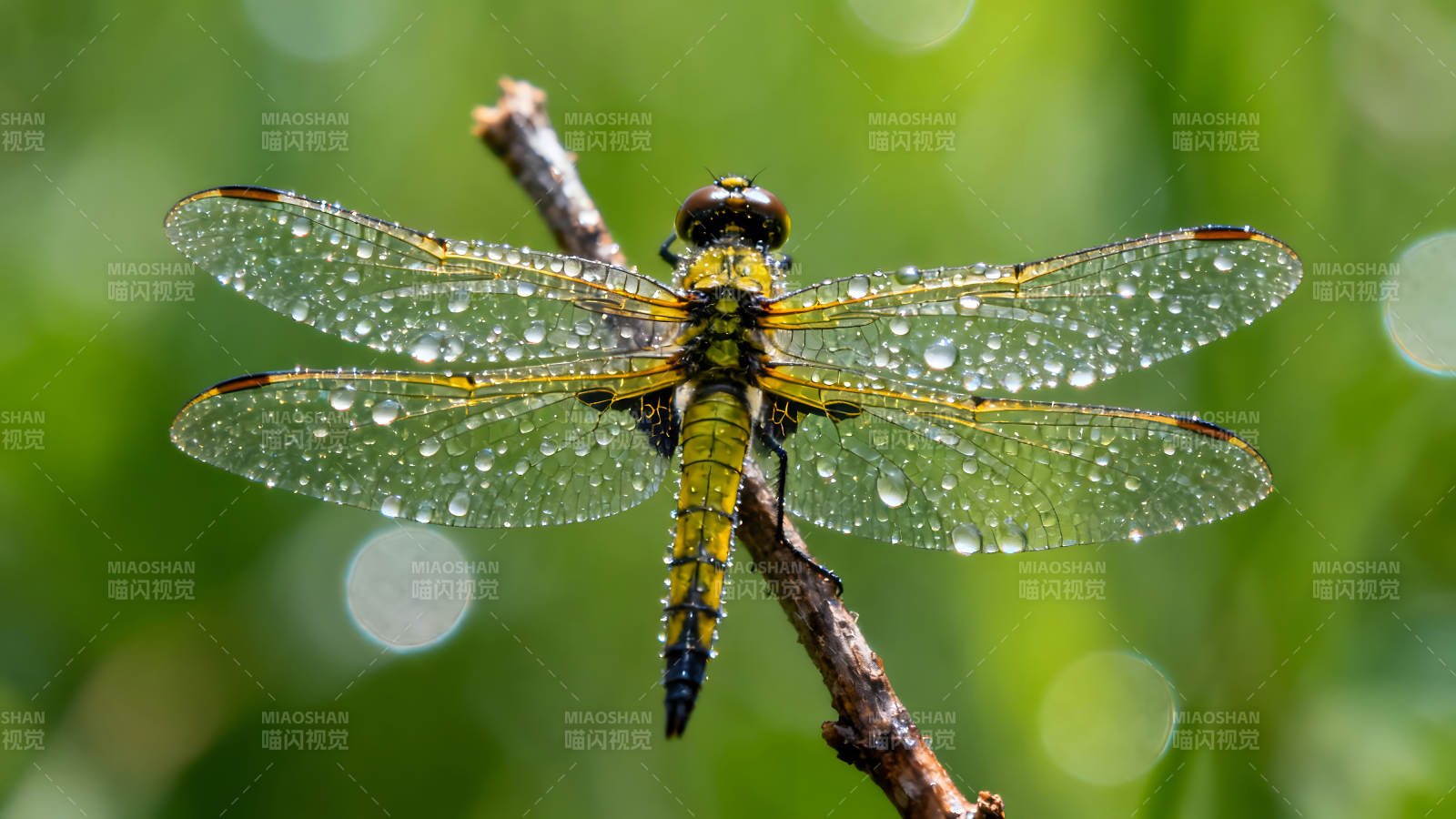 雨滴蜻蜓翅膀特写水珠晶莹剔透图片