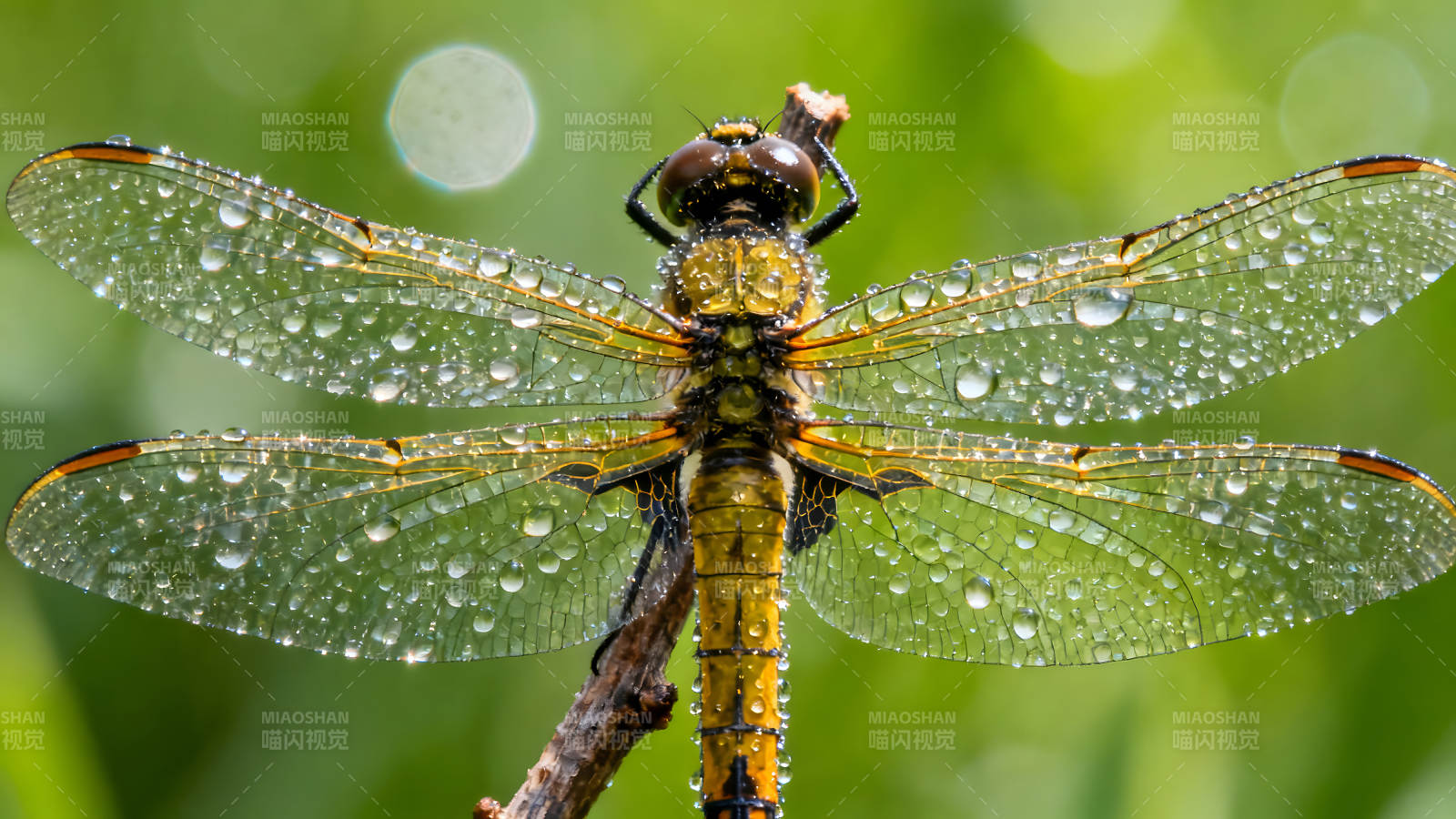 一只沾满水珠的蜻蜓停在树枝上-图片