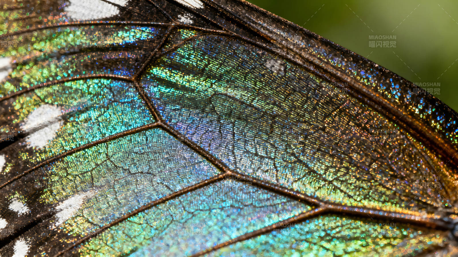 蝴蝶翅膀的微观世界颜色光泽艳丽图片