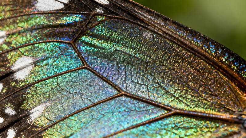 蝴蝶翅膀的微观世界颜色光泽艳丽图片