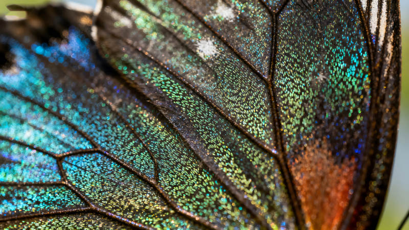 蝴蝶翅膀的微观世界呈现彩色光泽图片