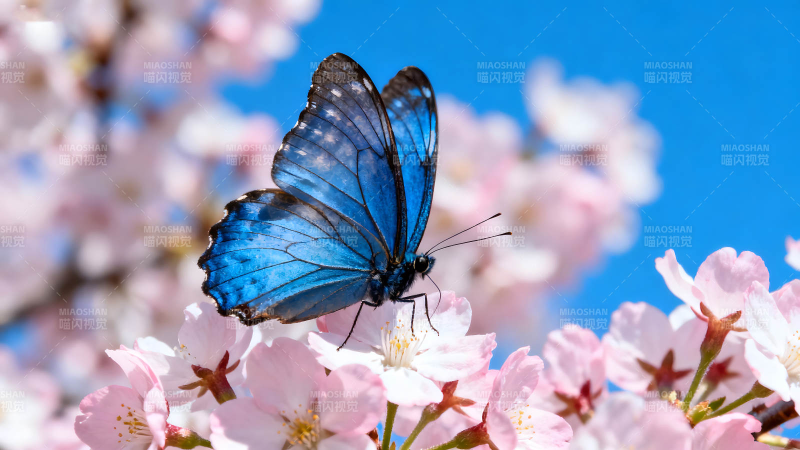 蓝蝶栖粉樱花瓣点缀蓝天背景图片