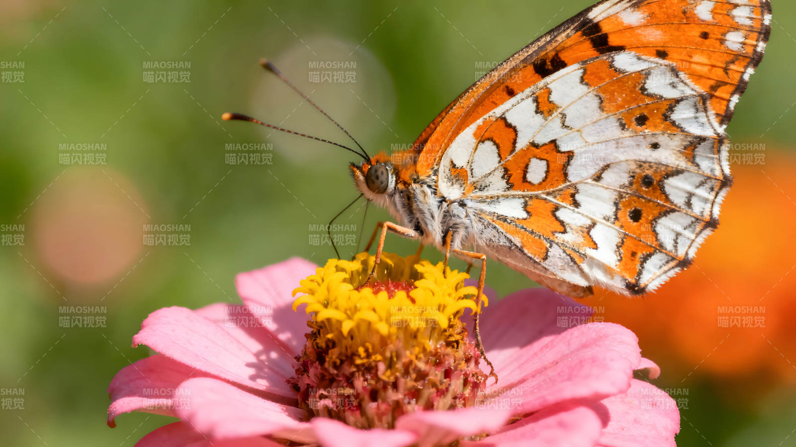 蝴蝶花朵上的特寫鏡頭細節豐富色彩鮮艷-圖片