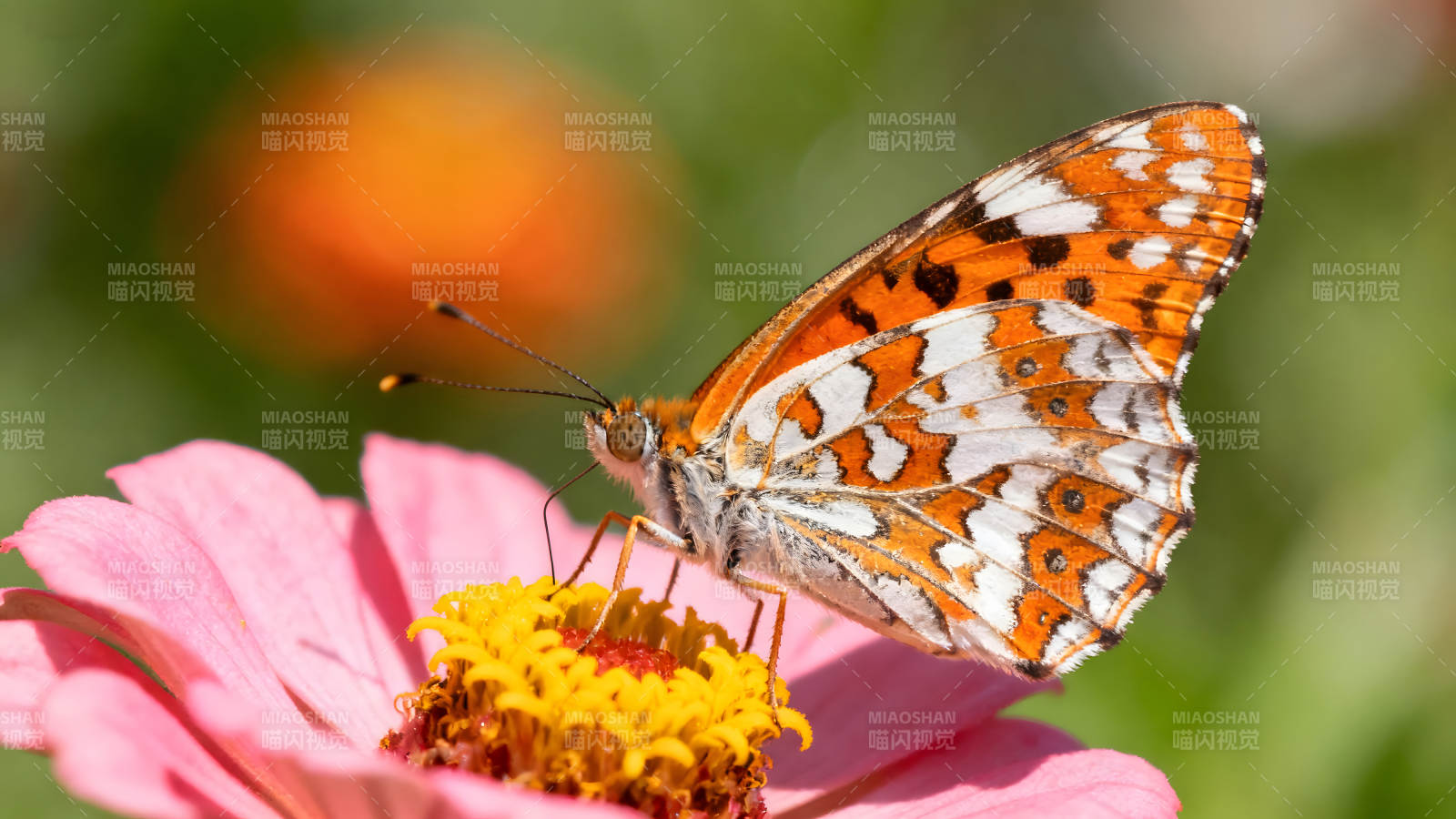 蝴蝶停在花朵上展现翅膀图片