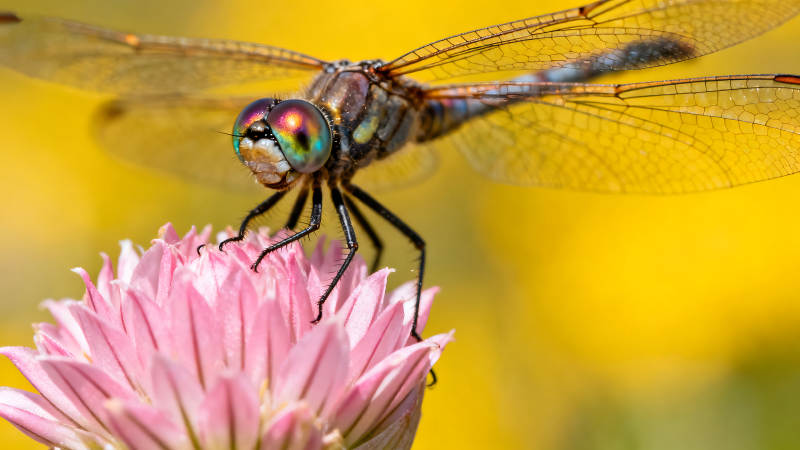 蜻蜓棲息粉色花朵背景是黃色-圖片
