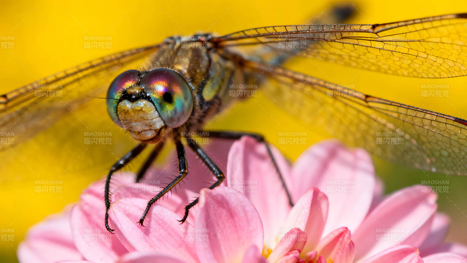 蜻蜓停在粉色花朵上背景是黄色图片