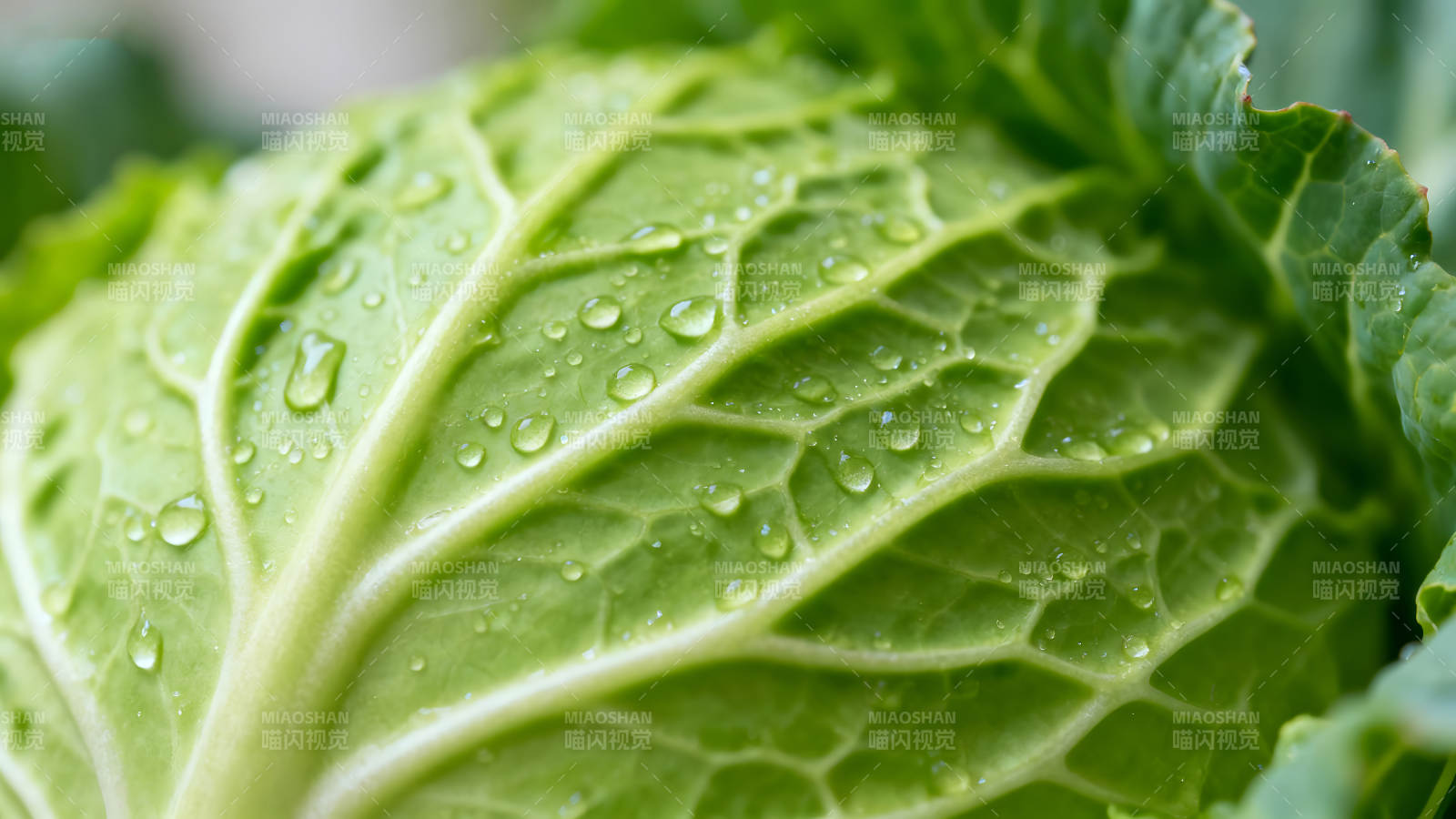 翠绿叶片沾满水珠清新自然细节纹理-图片
