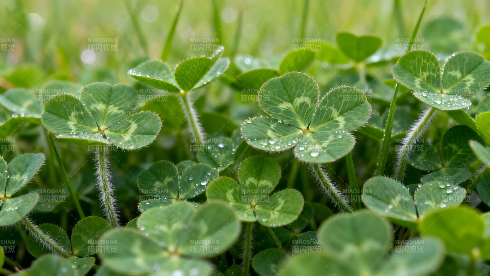 雨后三叶草特写生机盎然图片