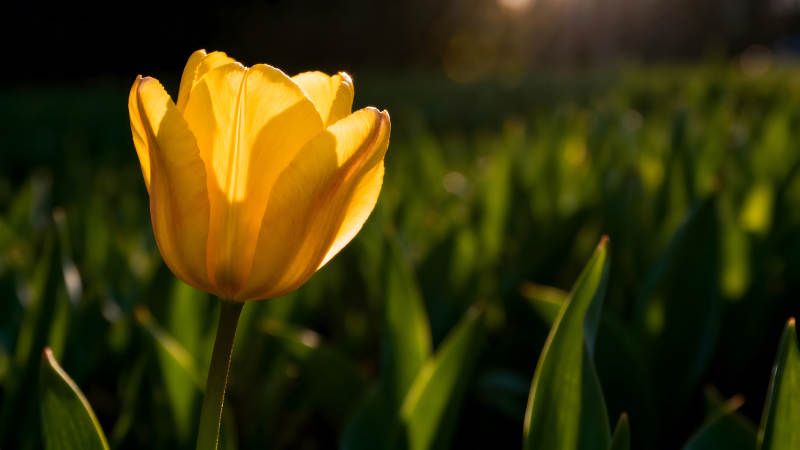 陽光下盛開的黃色郁金香-圖片