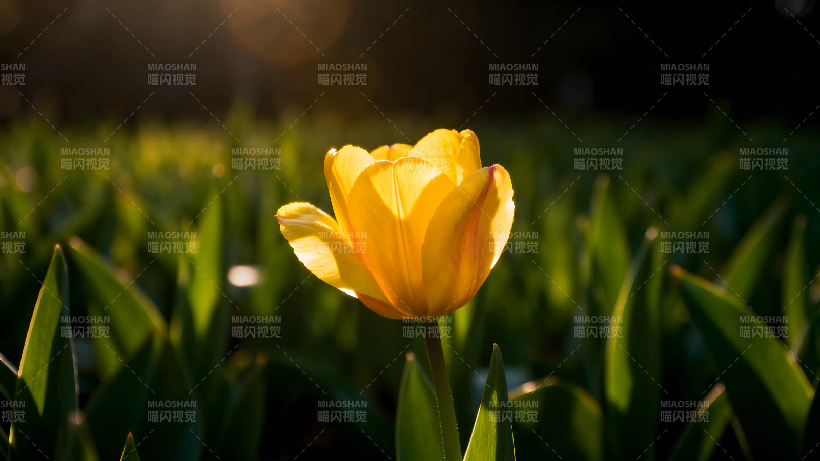 阳光下的黄色郁金香盛开图片