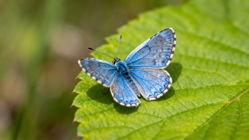 蓝蝴蝶停留在绿叶上-图片