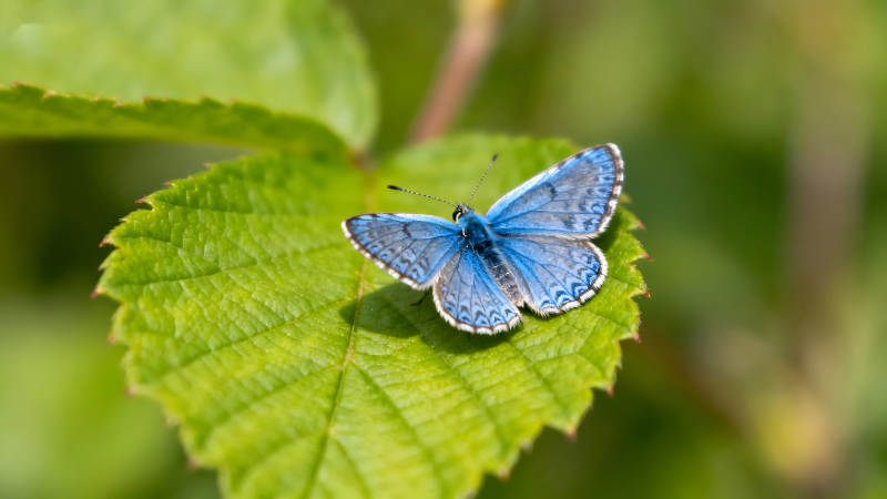 蓝色蝴蝶停在绿叶上-图片