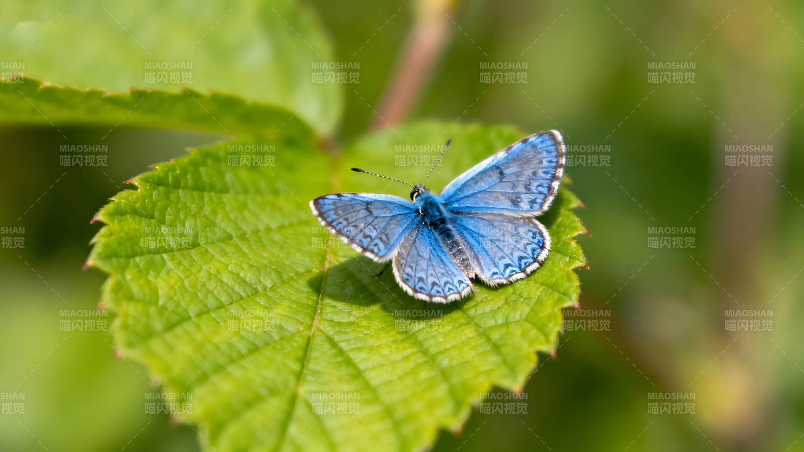 蓝色蝴蝶停在绿叶上-图片