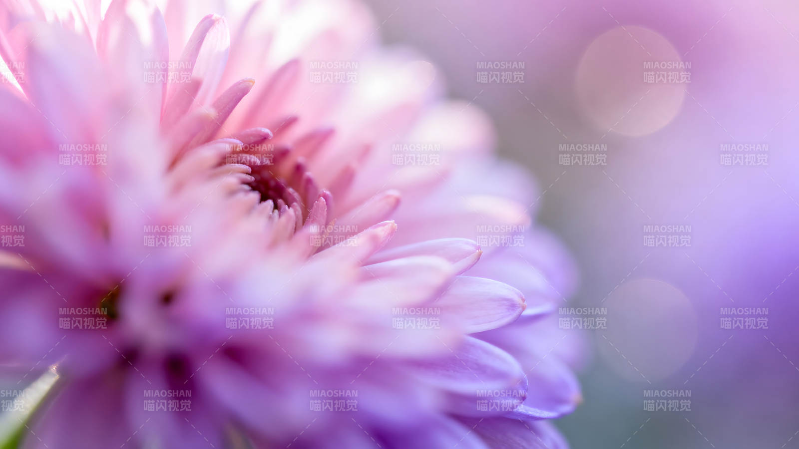 粉色花朵特寫柔和夢幻的視覺效果圖片