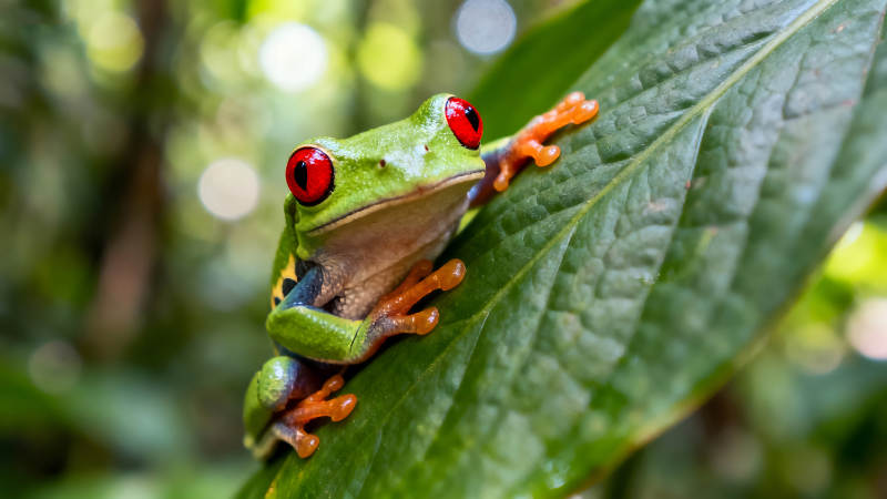 紅眼樹蛙棲息在綠葉上-圖片