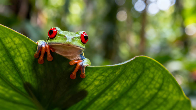 紅眼樹蛙棲息在綠葉上-圖片