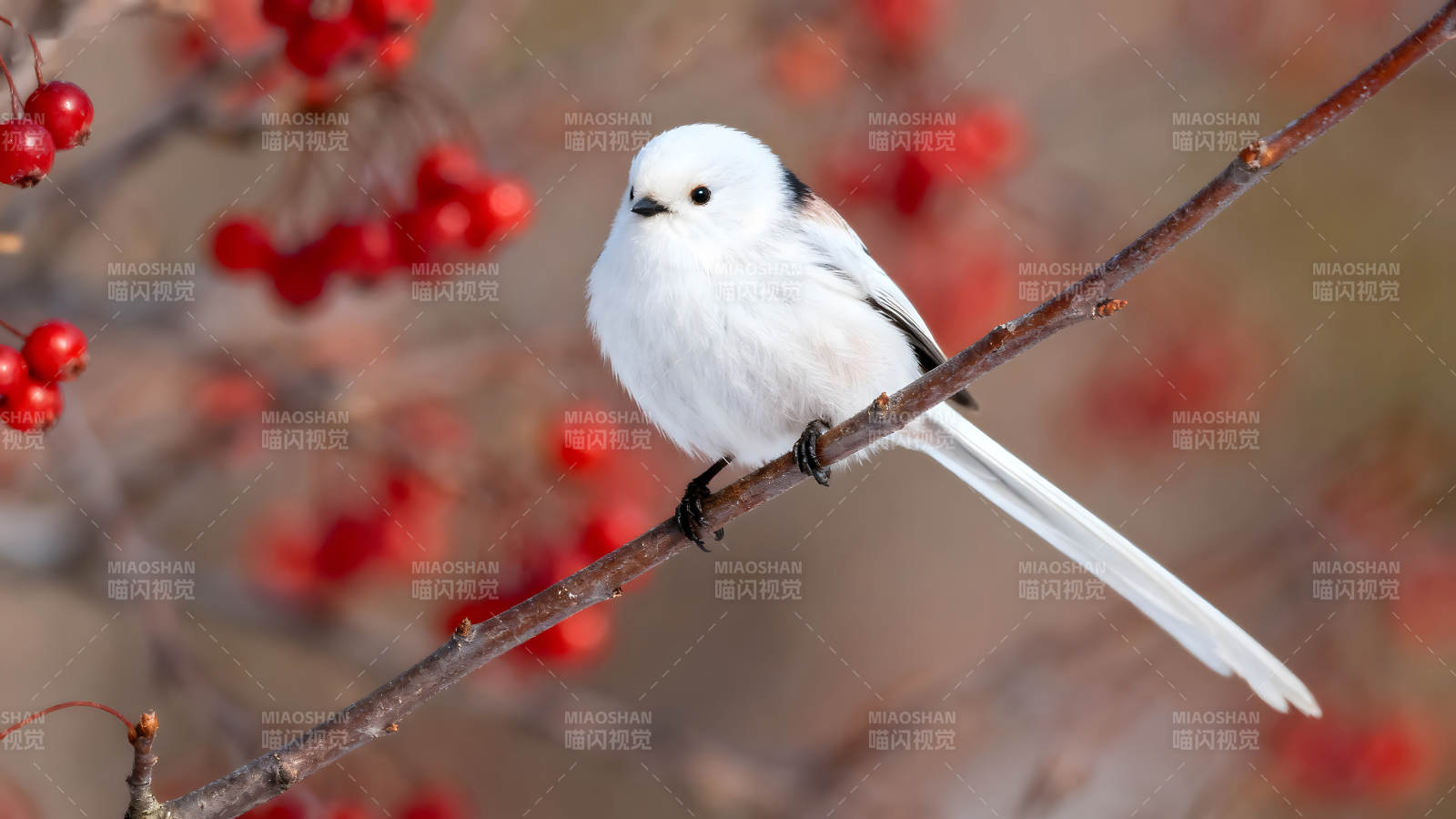 白色小鳥棲息樹枝紅色果實背景-圖片