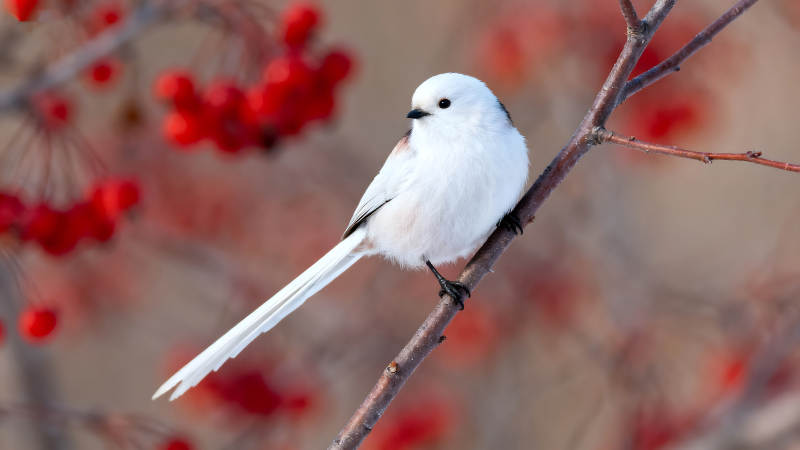 雪地白羽鳥棲枝頭紅果點綴-圖片