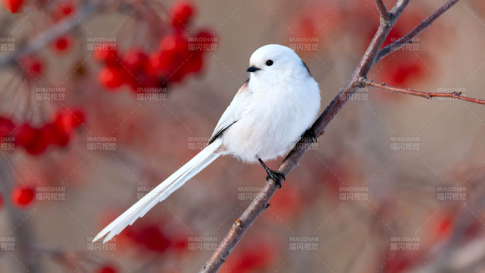雪地白羽鳥棲枝頭紅果點綴-圖片