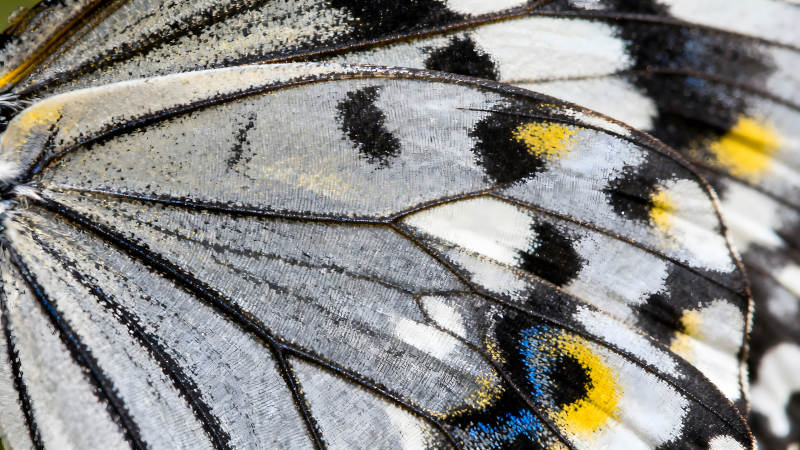 蝴蝶翅膀的精致纹理细节特写-图片
