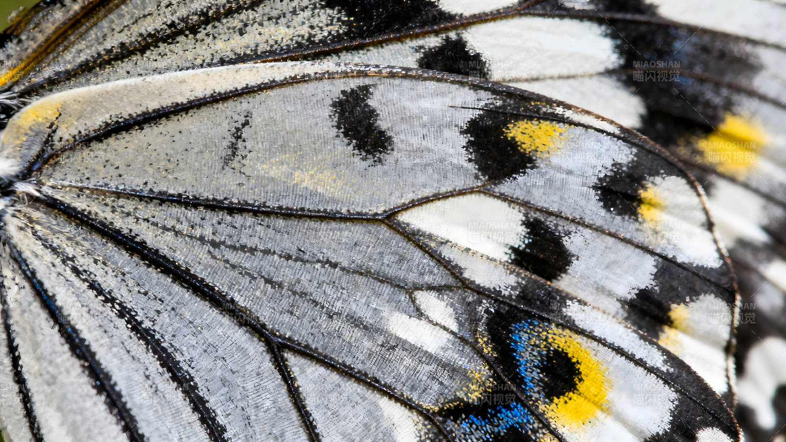 蝴蝶翅膀的精致纹理细节特写图片