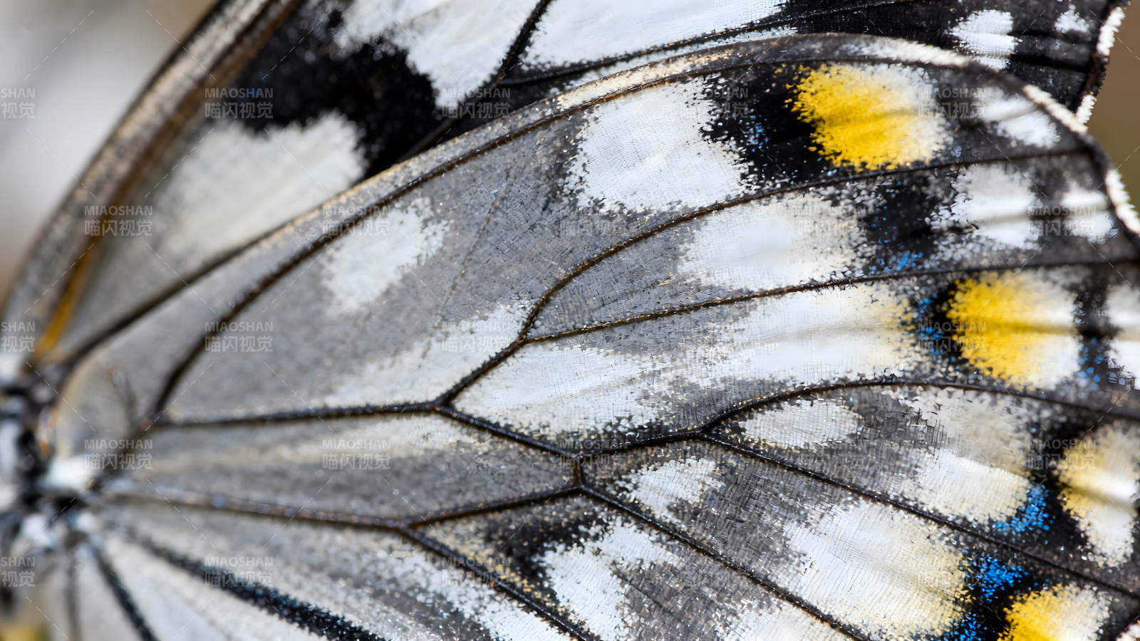 蝴蝶翅膀的特写细节图片