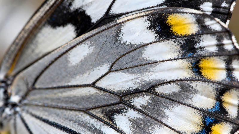 蝴蝶翅膀的特写细节图片