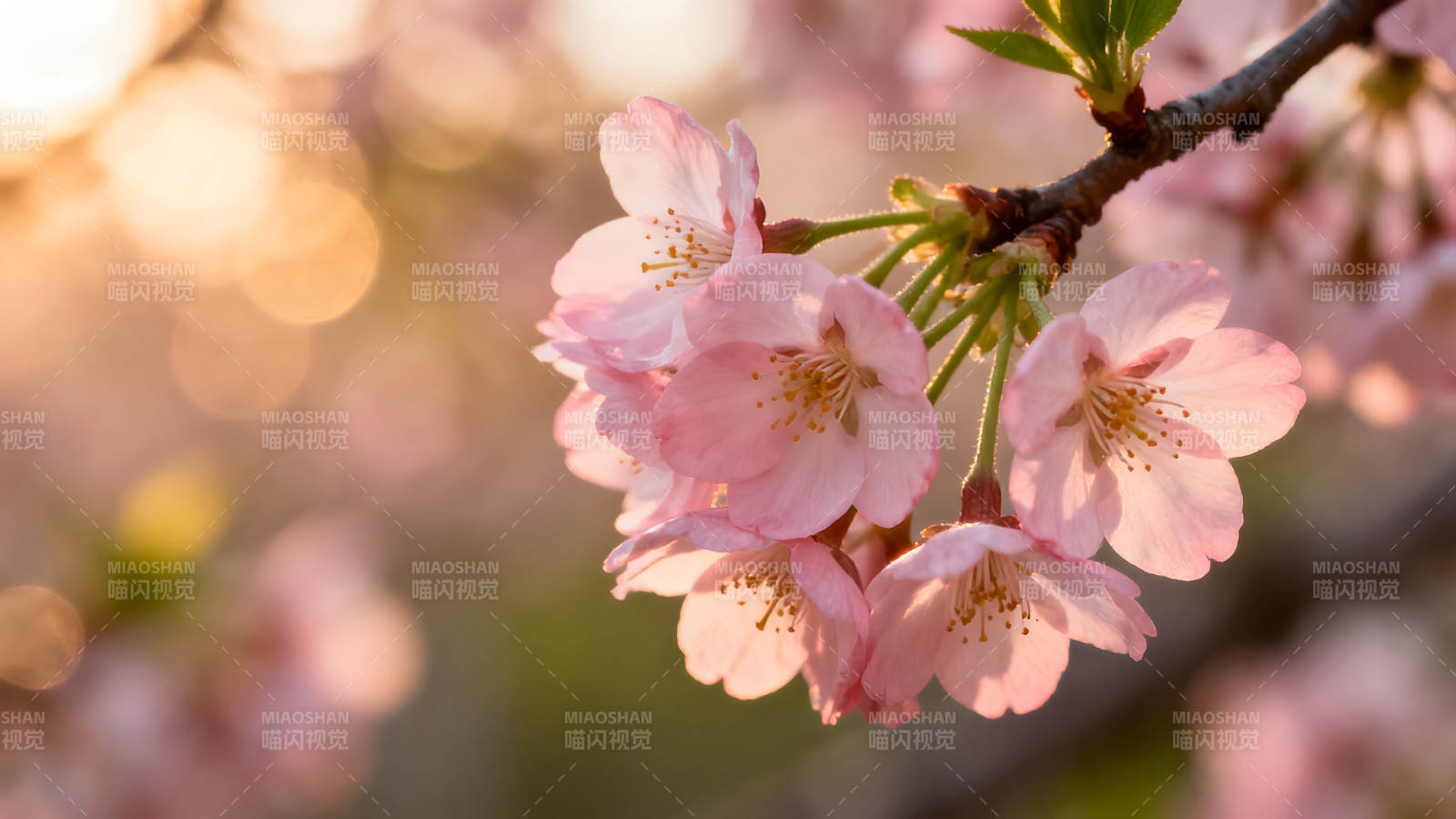 櫻花盛開陽光灑落花瓣嬌艷圖片