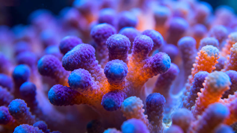 絢麗珊瑚礁特寫展示微觀世界-圖片