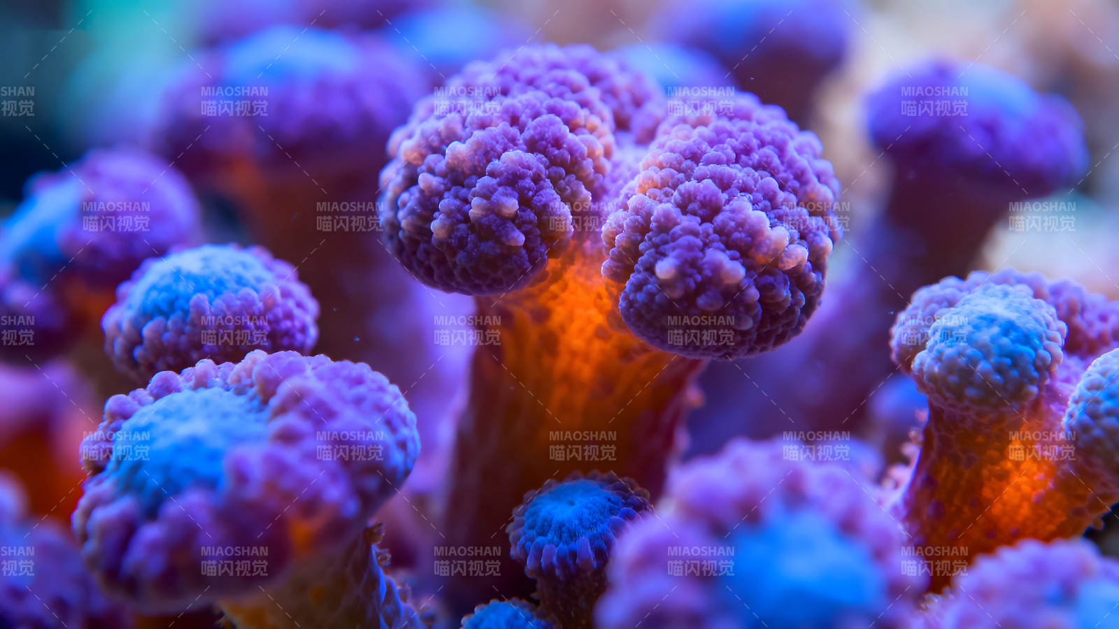 绚丽珊瑚礁微距特写-图片