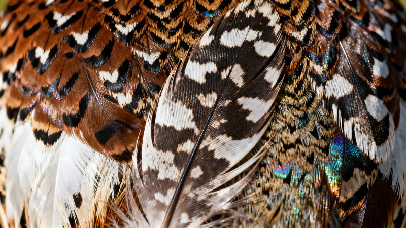 羽毛的特寫顏色豐富多彩層次分明-圖片