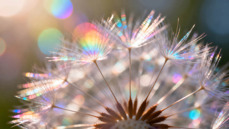 蒲公英闪耀光芒梦幻景象-图片