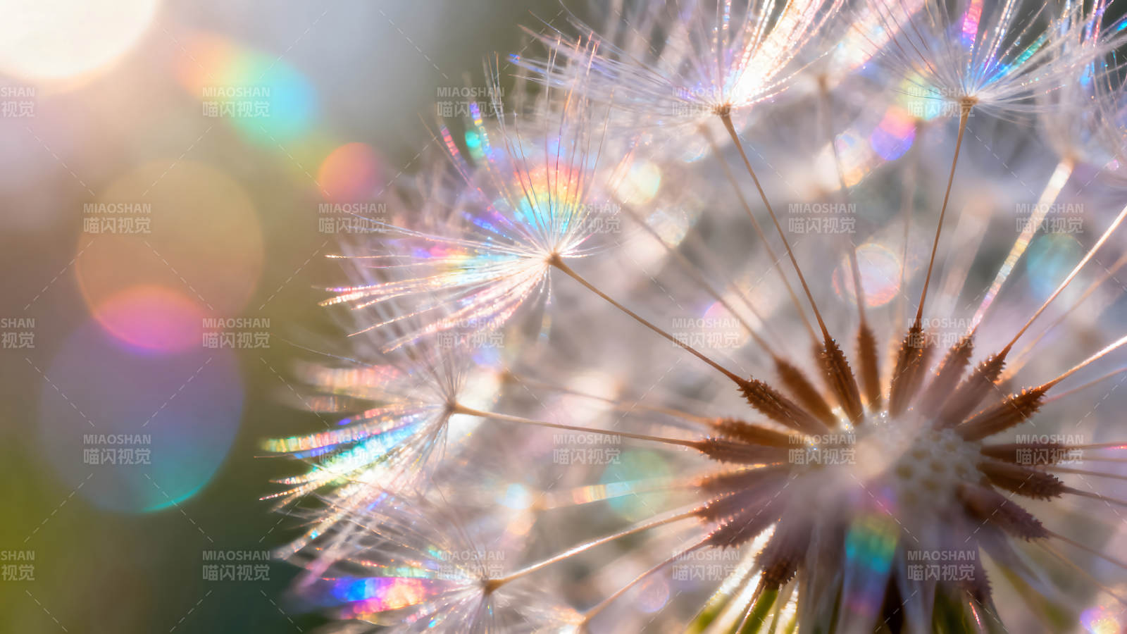 蒲公英的夢幻光彩圖片