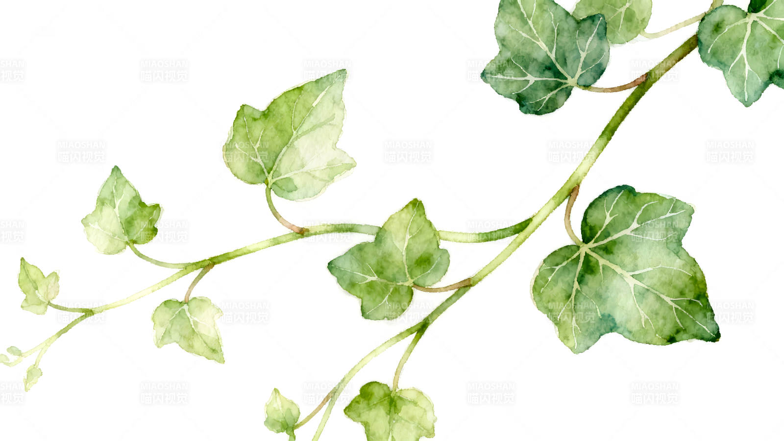 水彩风格的常春藤叶图片