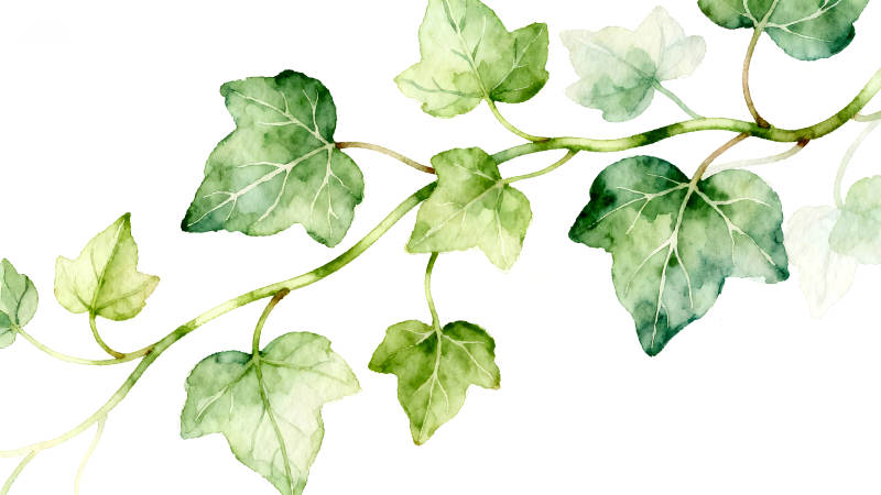 水彩风格的常春藤叶子特写-图片