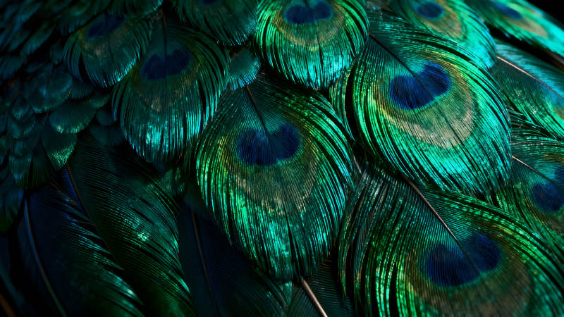 孔雀羽毛的特寫色彩鮮艷質感細膩-圖片