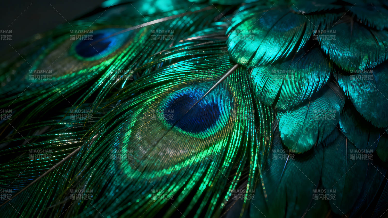 孔雀羽毛特写展示绚丽色彩-图片