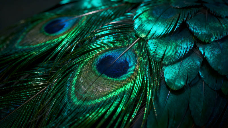 孔雀羽毛特写展示绚丽色彩-图片