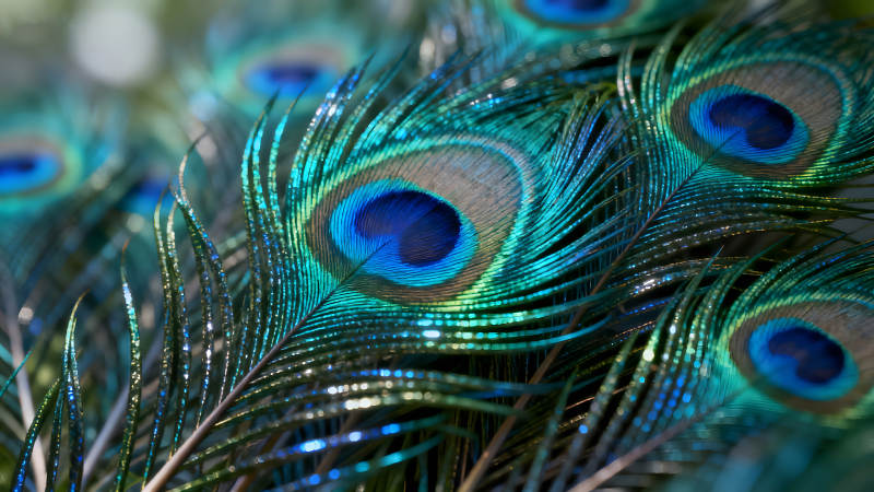 孔雀羽毛特寫藍(lán)綠色澤-圖片