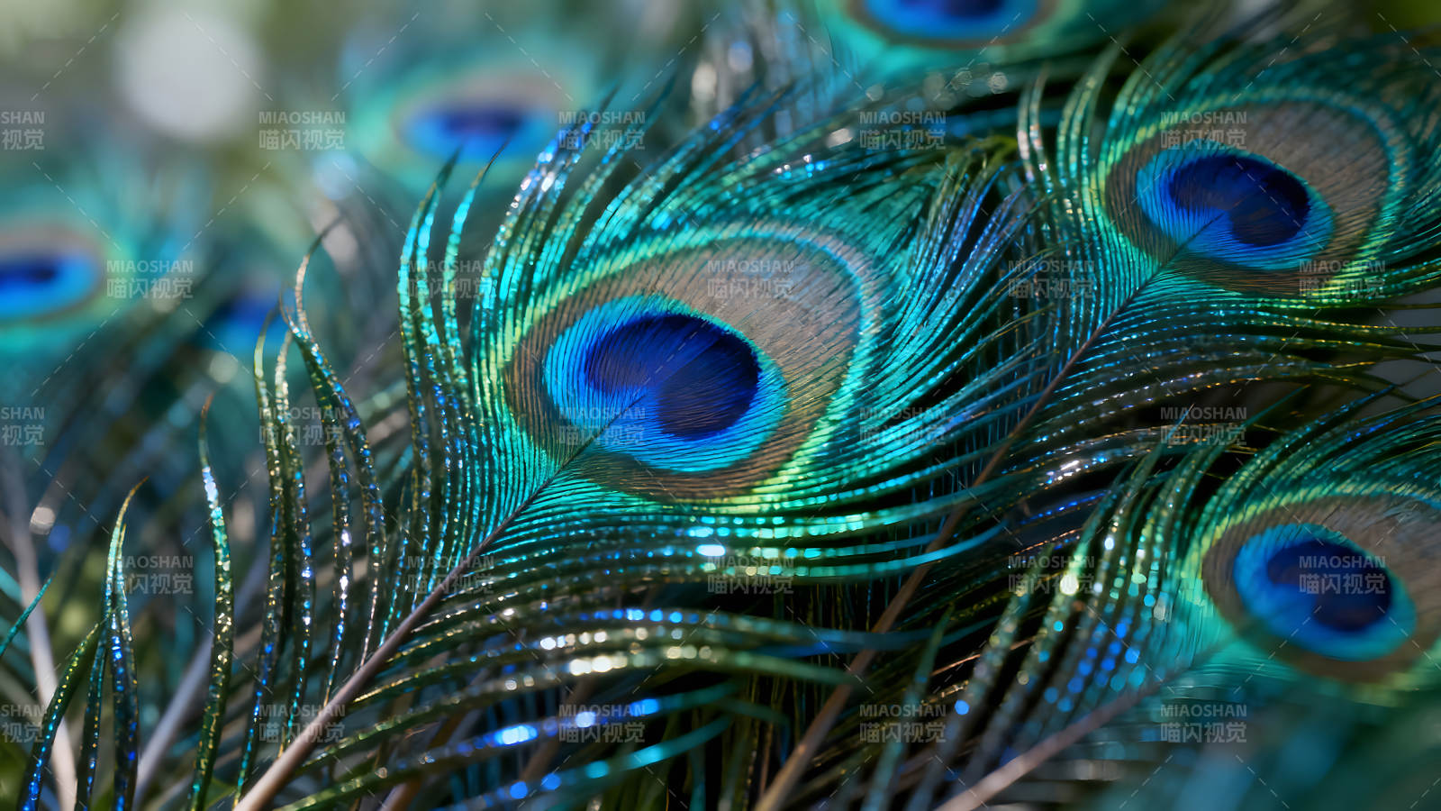 孔雀羽毛特寫藍(lán)綠色澤-圖片