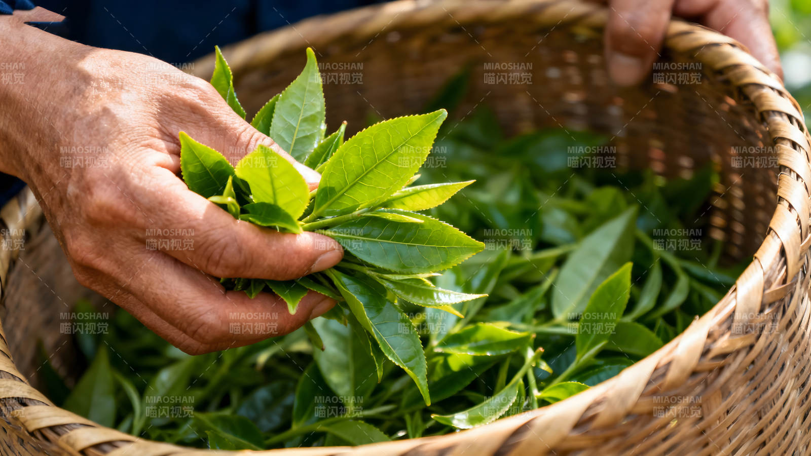 采摘茶葉放入籃子-圖片