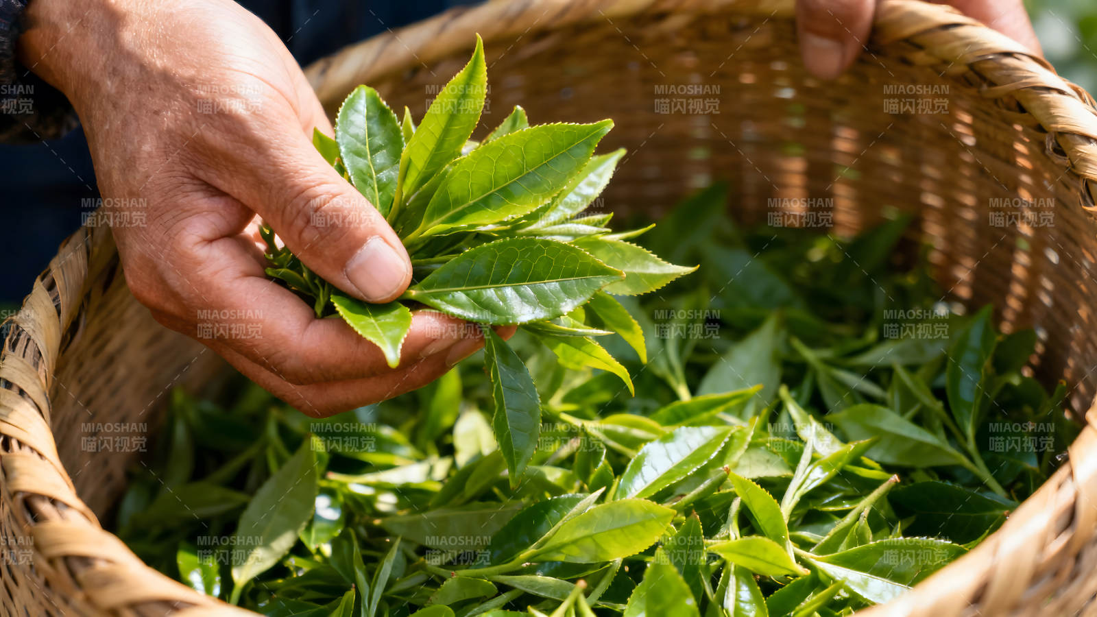 采摘茶叶的瞬间图片