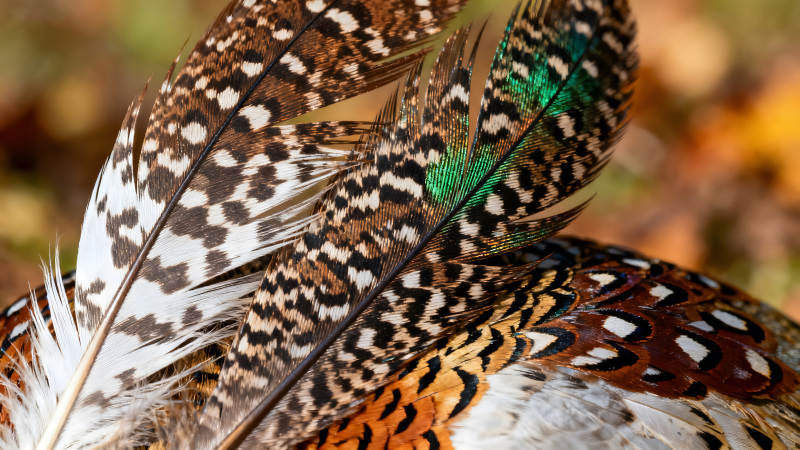 羽毛特寫展示鳥類美麗紋理-圖片