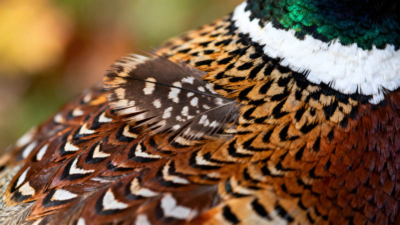 华丽的雉鸡羽毛特写-图片