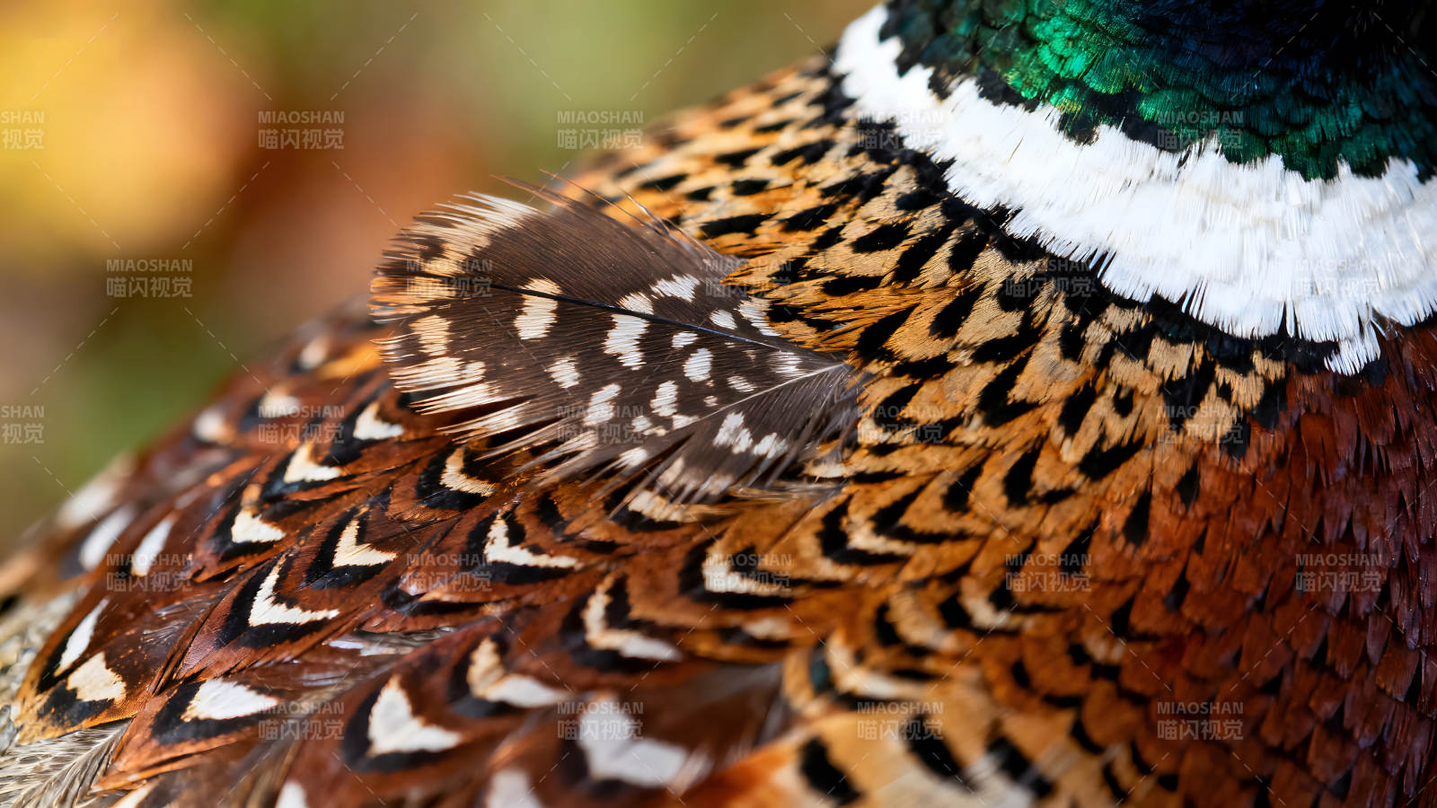 华丽的雉鸡羽毛特写-图片