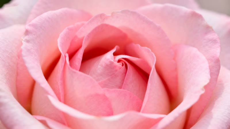粉色玫瑰花瓣特写细腻柔美-图片